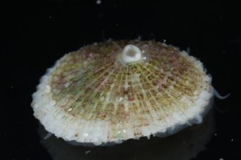 Media type: image;   Malacology 393853 Description: live specimen;